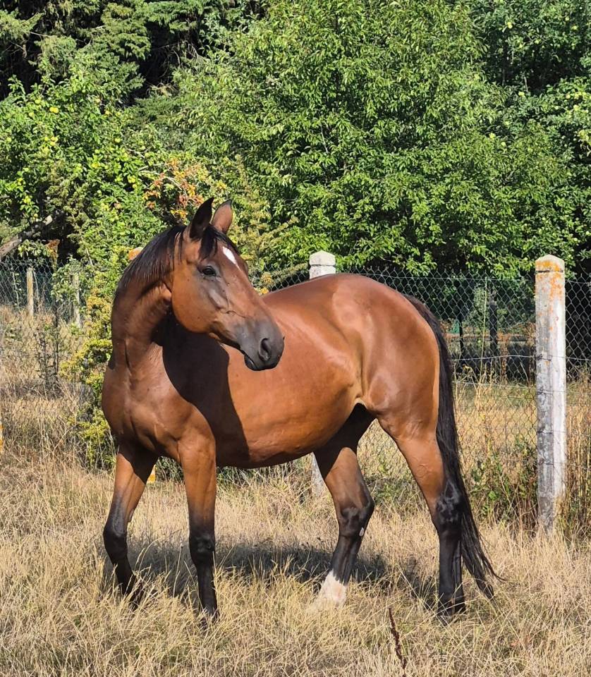 Draagmerrie Selle Fran&ccedil;ais Te koop 2010 Donker bruin / bai