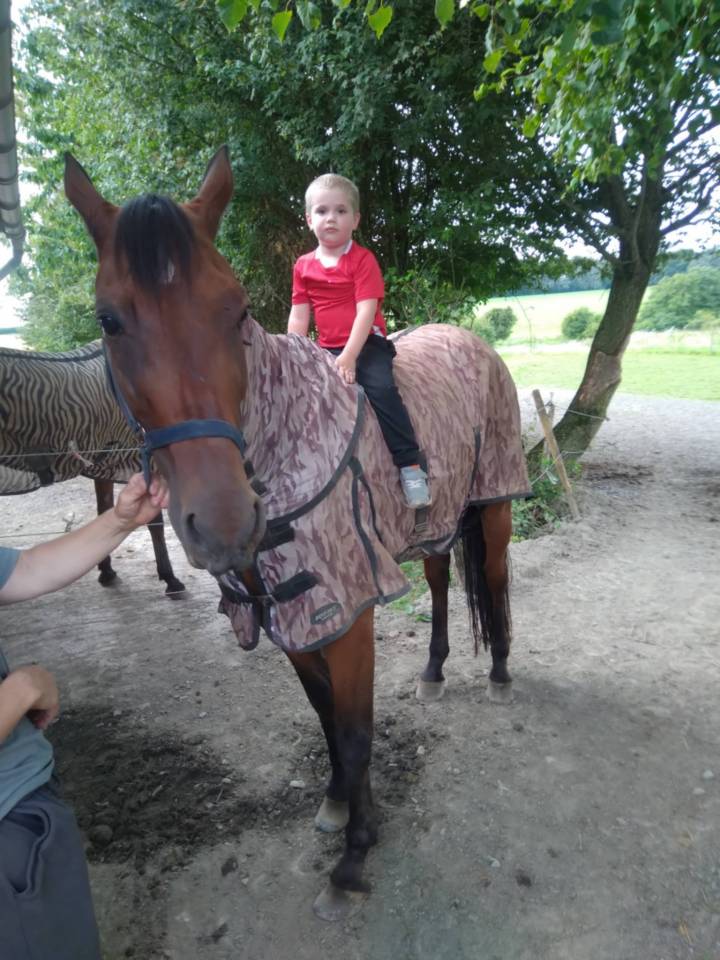 Ruin Franse draver  Te koop 2017 Donker bruin / bai