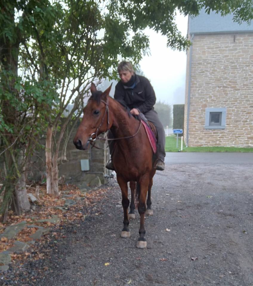 Ruin Franse draver  Te koop 2017 Donker bruin / bai