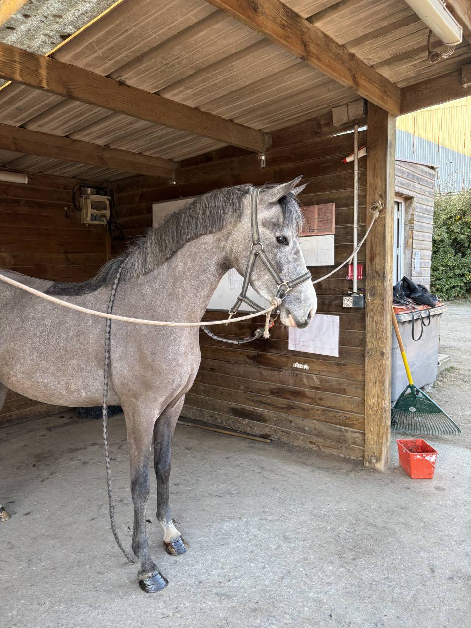 Merrie Andere pony rassen Te koop 2022 Schimmel ,  AROM PP