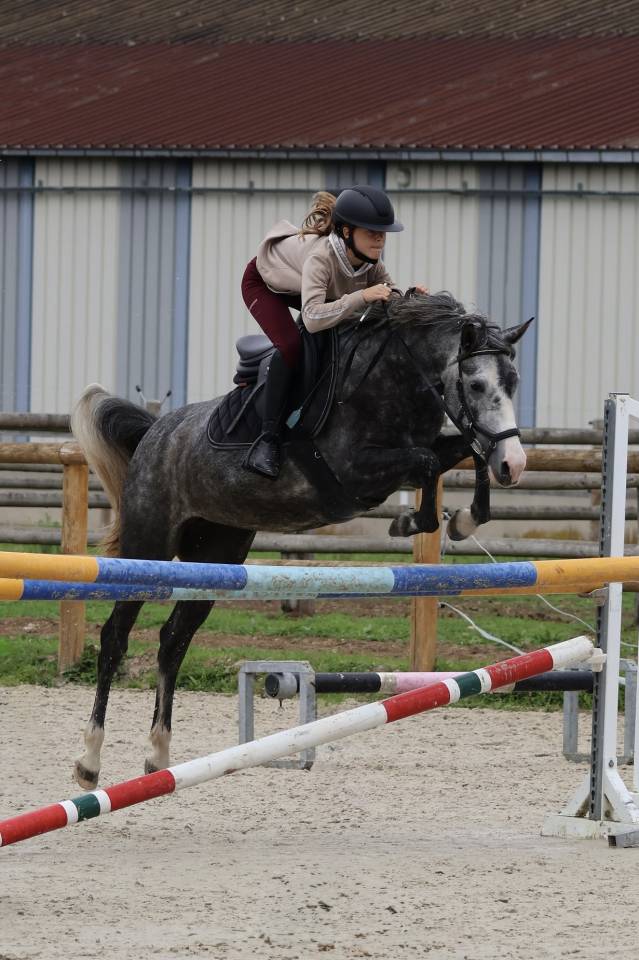 Merrie Andere pony rassen Te koop 2022 Schimmel ,  AROM PP