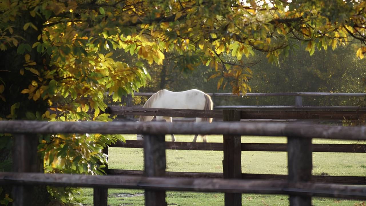 Hippisch vastgoed Koop Loir-et-Cher