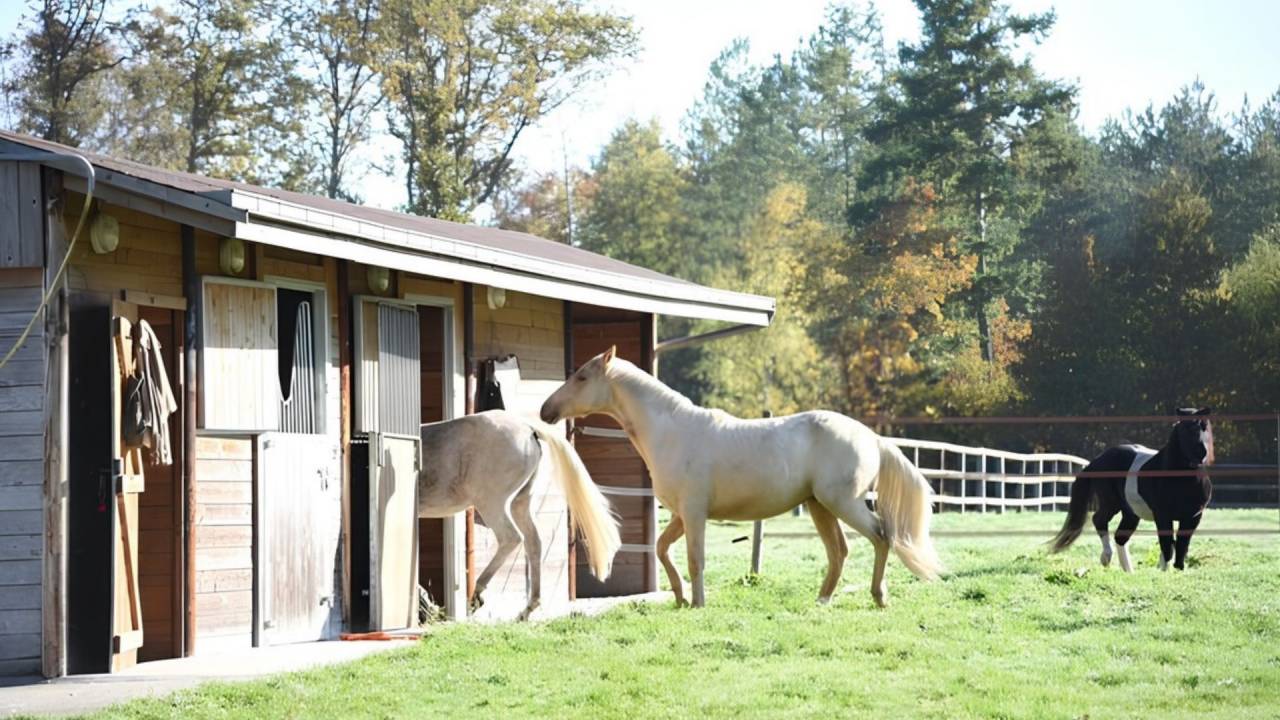 Hippisch vastgoed Koop Loir-et-Cher