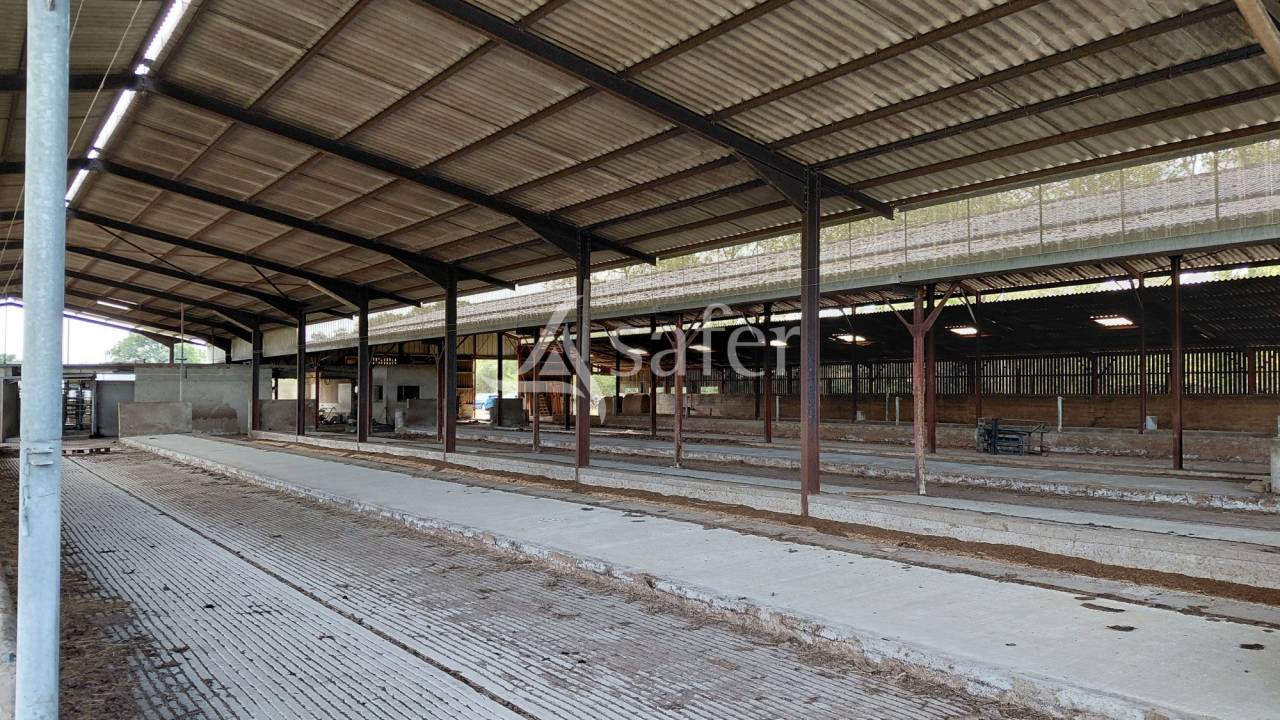 Schapen exploitatie Koop Vienne