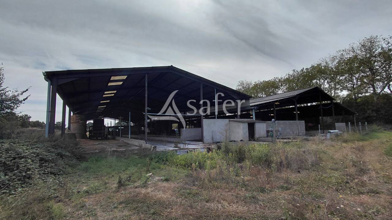 Schapen exploitatie Koop Vienne