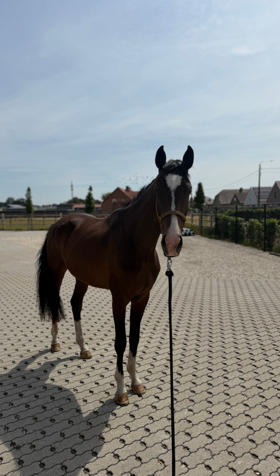 Talentvolle 3 jarige dressuur ruin