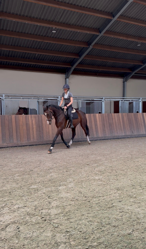 Talentvolle 3 jarige dressuur ruin