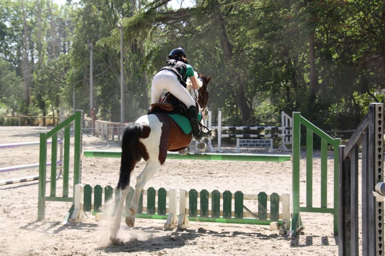Ruin Franse rijpony PFS Te koop 2020 Bont