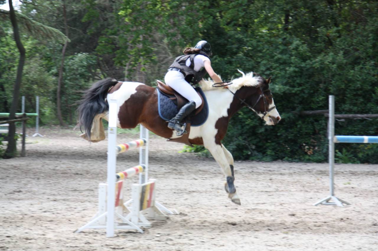 Ruin Franse rijpony PFS Te koop 2020 Bont