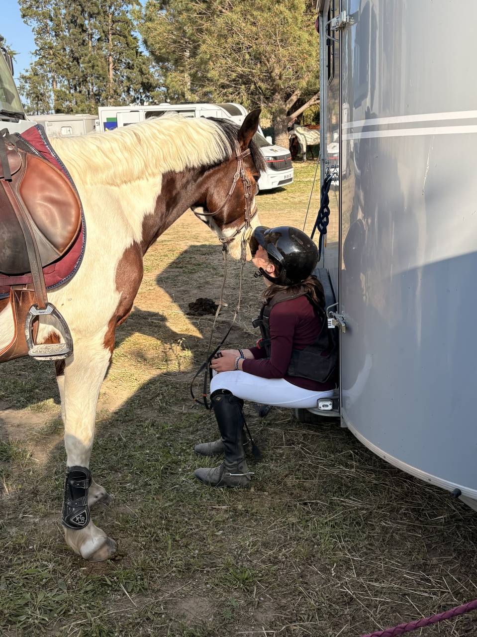 Ruin Franse rijpony PFS Te koop 2020 Bont