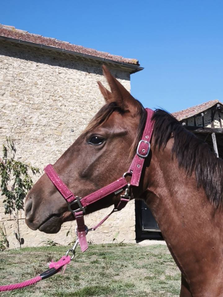 Veulen (vr) Franse rijpony PFS Te koop 2026 Koffie vos ,  A FLY STAR DES HOUX