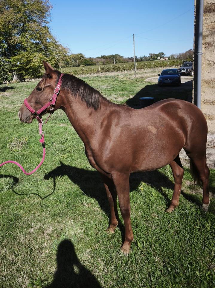 Veulen (vr) Franse rijpony PFS Te koop 2026 Koffie vos ,  A FLY STAR DES HOUX