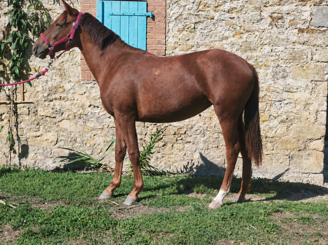 Veulen (vr) Franse rijpony PFS Te koop 2026 Koffie vos ,  A FLY STAR DES HOUX