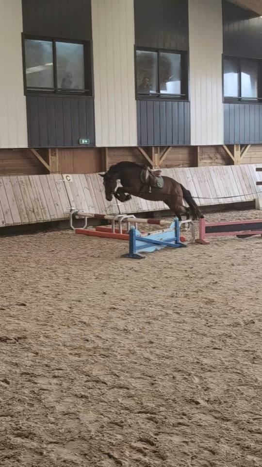 Ruin Franse rijpony PFS Te koop 2023 Donker bruin / bai
