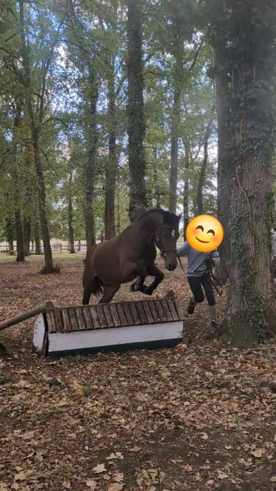 Ruin Franse rijpony PFS Te koop 2023 Donker bruin / bai