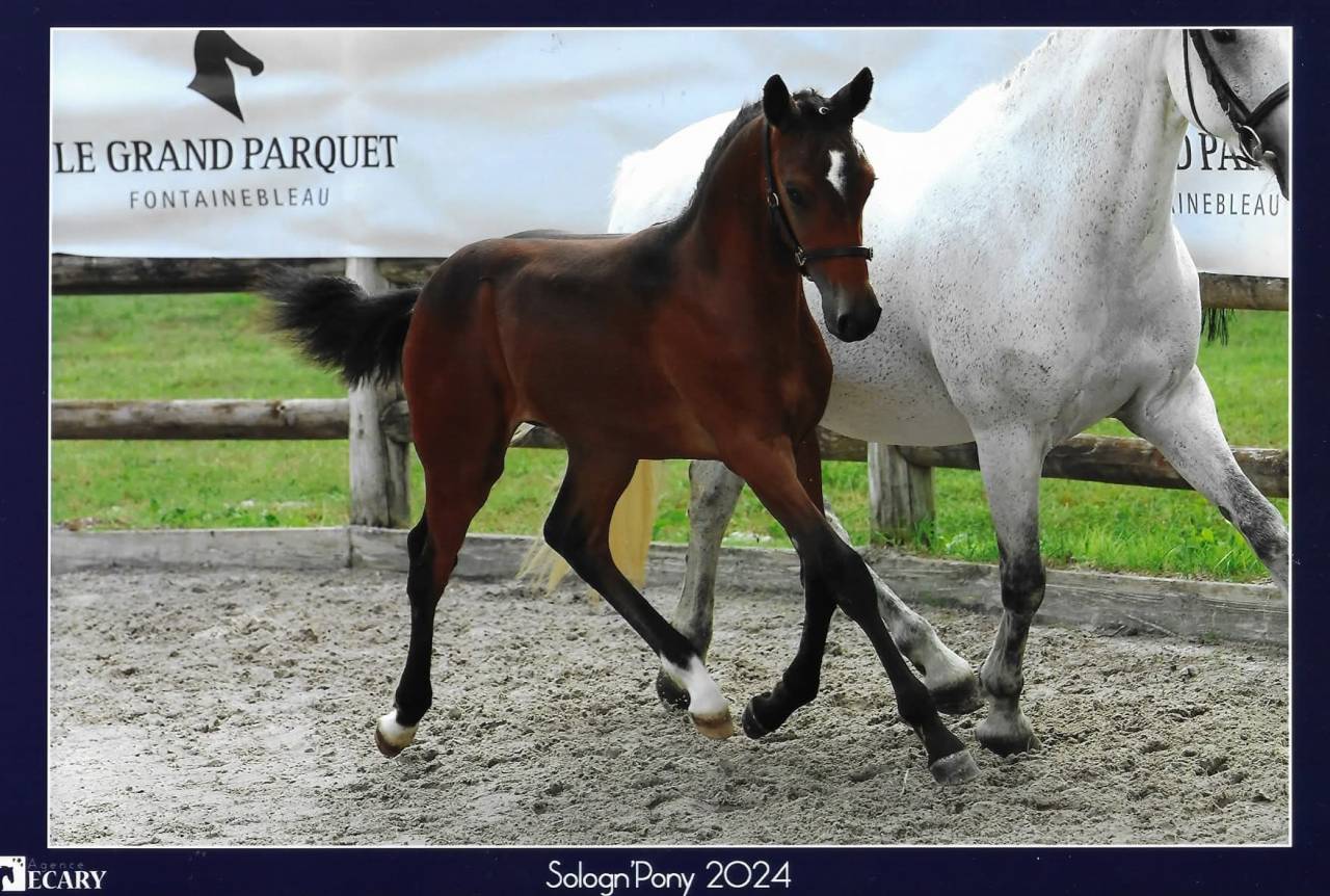 Ruin Franse rijpony PFS Te koop 2023 Donker bruin / bai