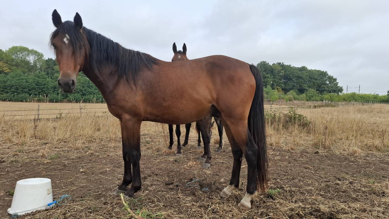 Ruin Franse rijpony PFS Te koop 2023 Donker bruin / bai