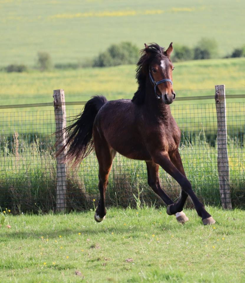 Ruin Franse rijpony PFS Te koop 2023 Donker bruin / bai