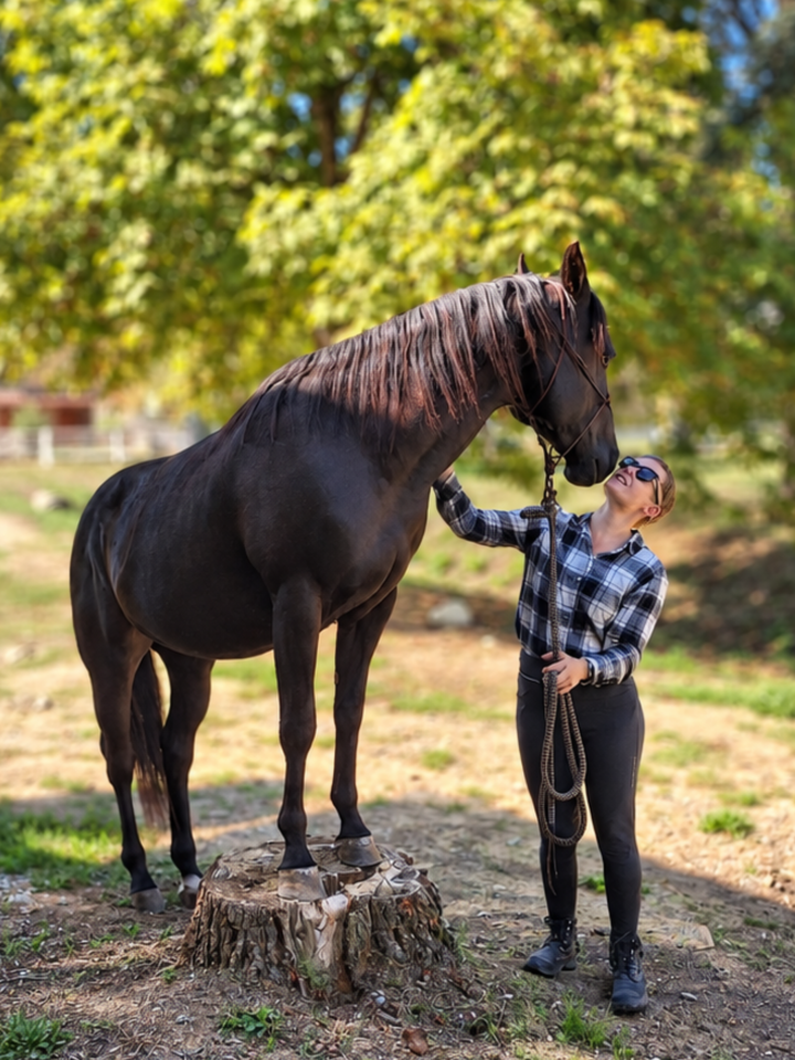 Hengst Quarter Horse Te koop 2023 Zwart
