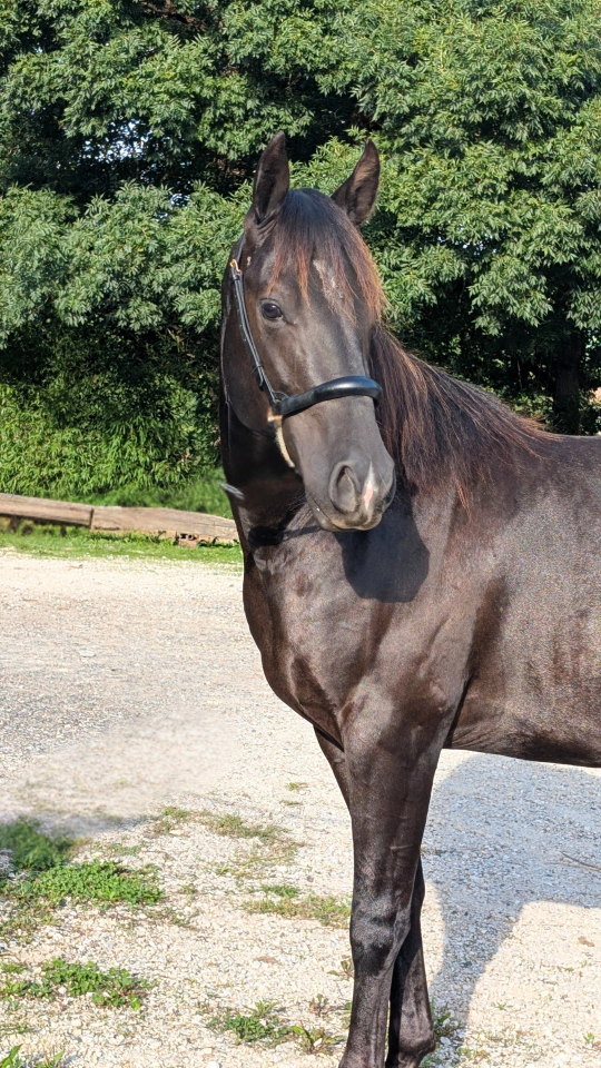 Hengst Quarter Horse Te koop 2023 Zwart