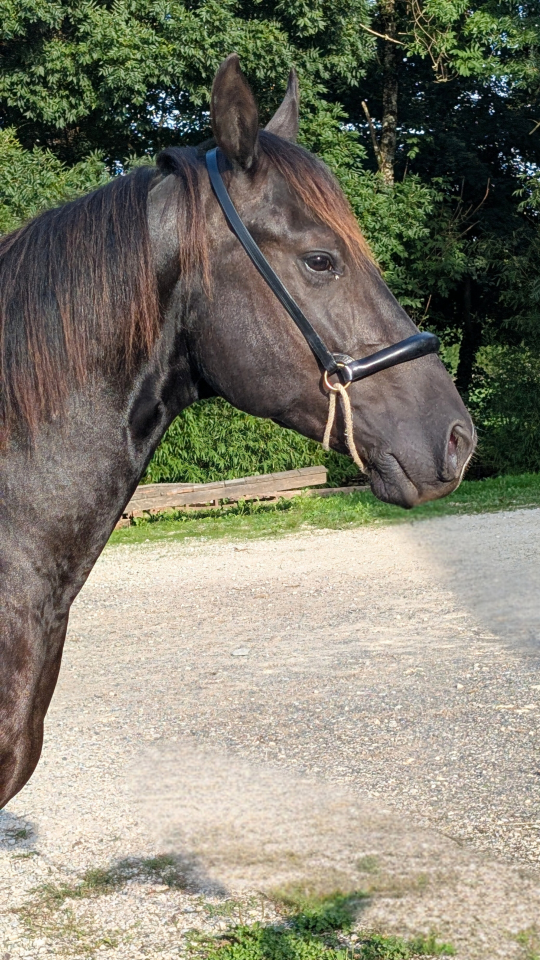 Hengst Quarter Horse Te koop 2023 Zwart
