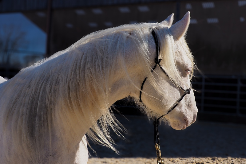 Veulen (ml) Quarter Horse Te koop 2024 Cr&egrave;me