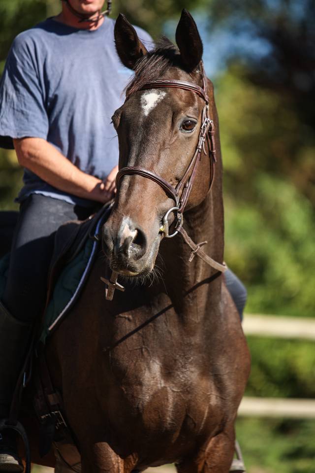 Ruin Volbloed Te koop 2017 Bruin / Bai