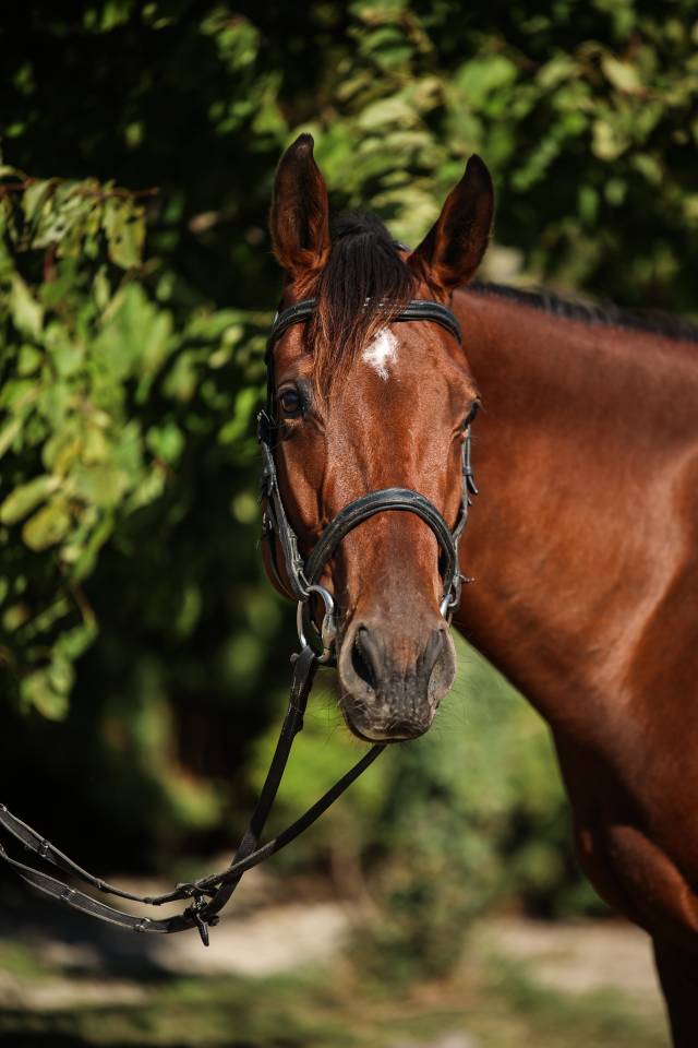 Ruin Volbloed Te koop 2023 Donker bruin / bai