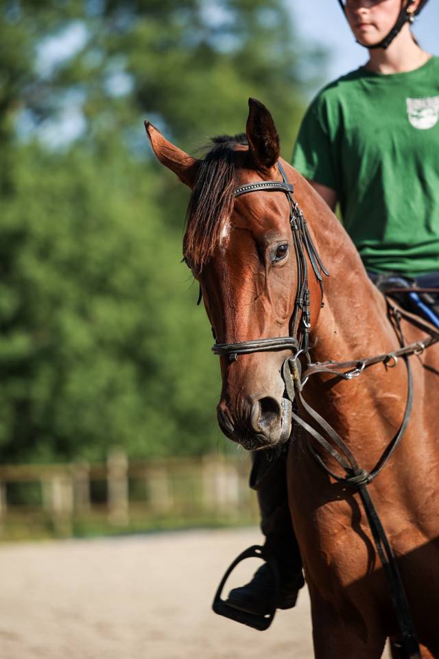Ruin Volbloed Te koop 2023 Donker bruin / bai