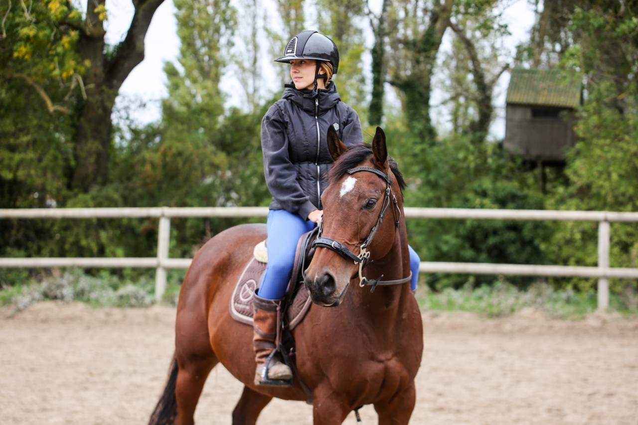 Merrie Volbloed Te koop 2020 Donker bruin / bai