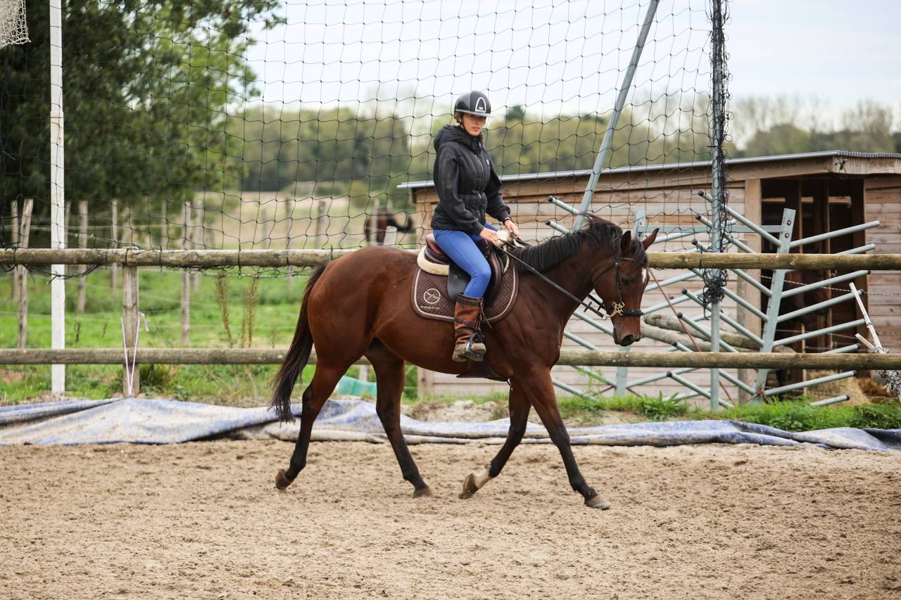 Merrie Volbloed Te koop 2020 Donker bruin / bai