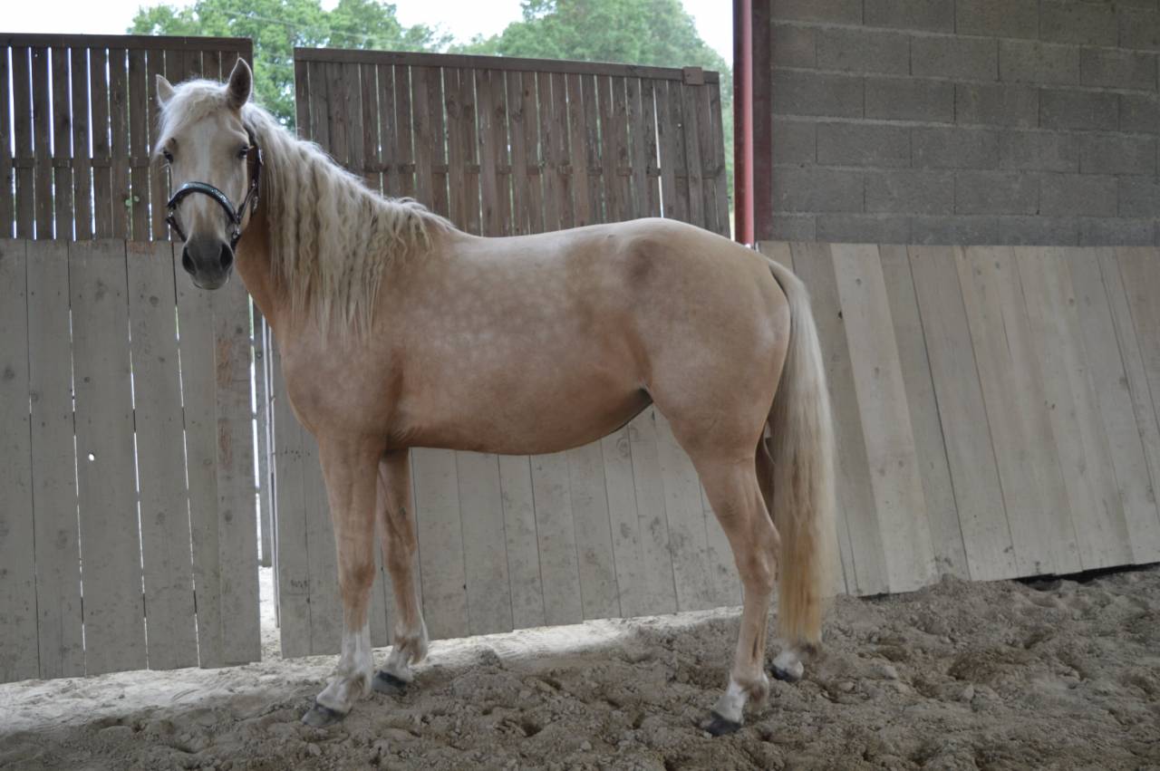 Merrie AES Anglo European Studbook Te koop 2021 Palomino ,  Misterio