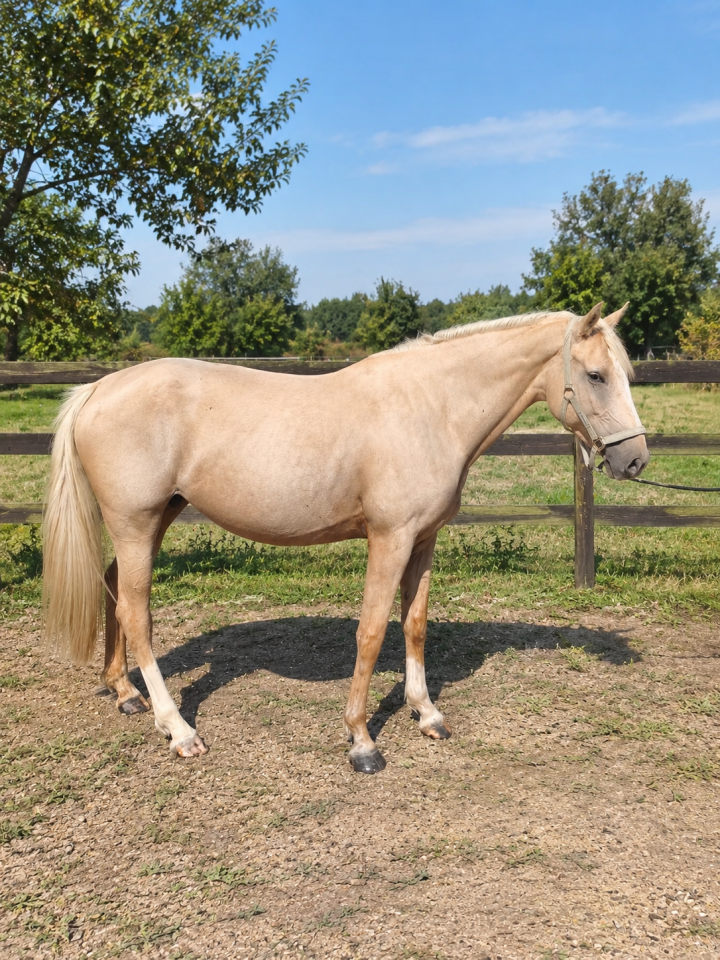 Merrie AES Anglo European Studbook Te koop 2021 Palomino ,  Misterio