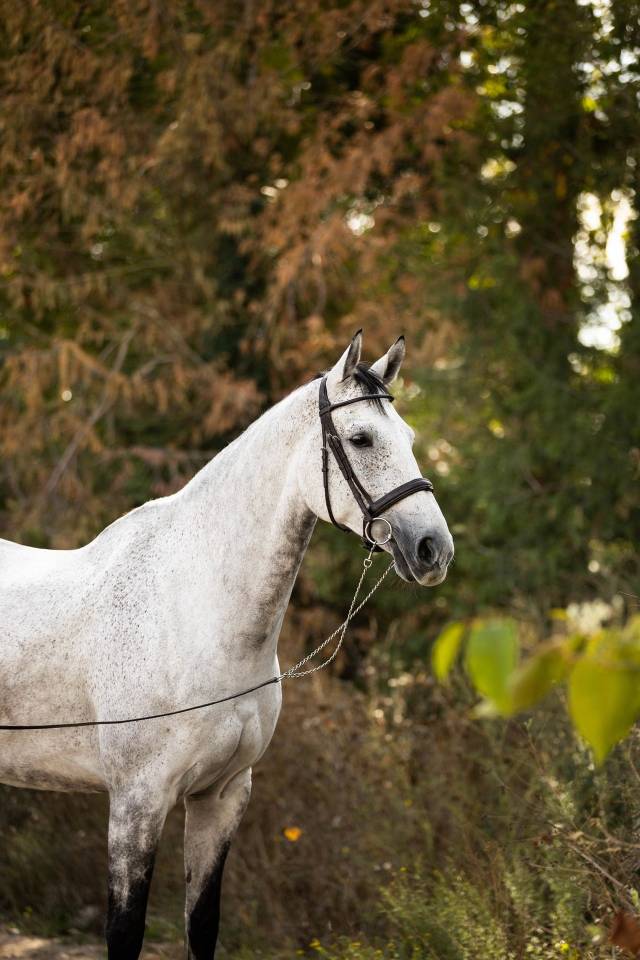 Ruin Selle Fran&ccedil;ais Te koop 2018 Schimmel ,  Breemersen Adorado