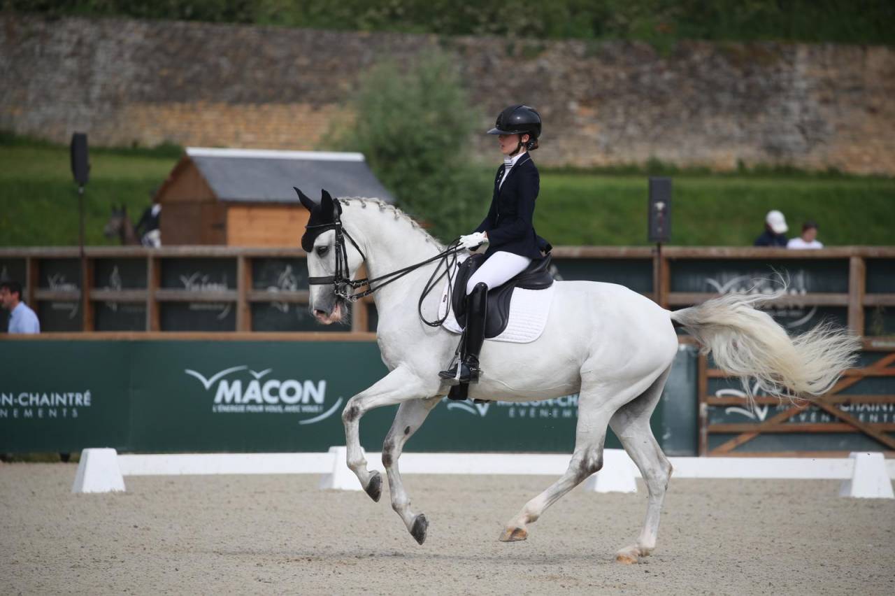 Ruin Lusitano Te koop 2014 Schimmel ,  Alamo SDS