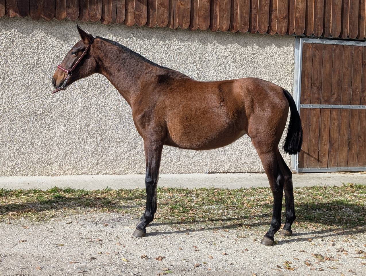 Merrie PRE Puur Ras Spaans Te koop 2024 Donker bruin / bai ,  ABANICO SG