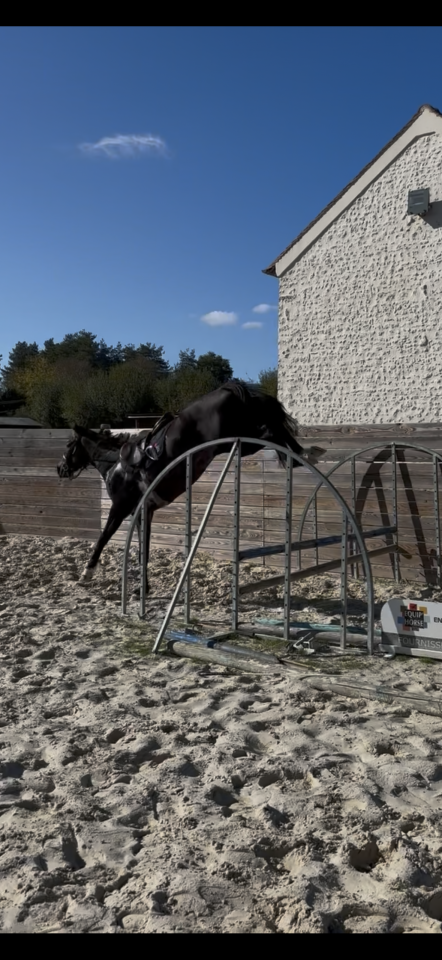 Ruin Franse draver  Te koop 2022 Bruin / Bai