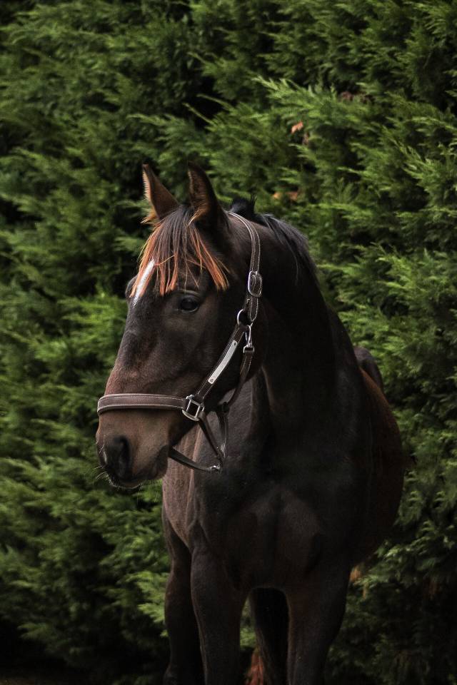 Ruin Franse draver  Te koop 2022 Bruin / Bai