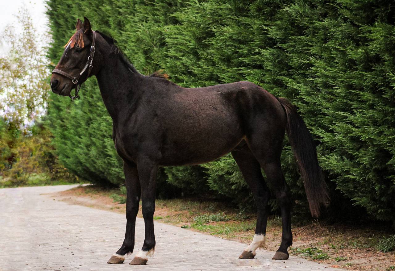 Ruin Franse draver  Te koop 2022 Bruin / Bai