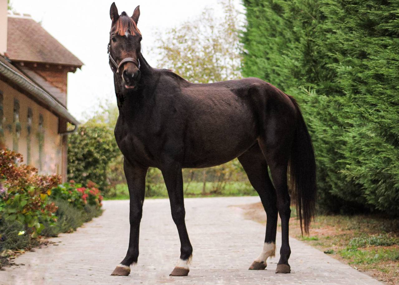 Ruin Franse draver  Te koop 2022 Bruin / Bai