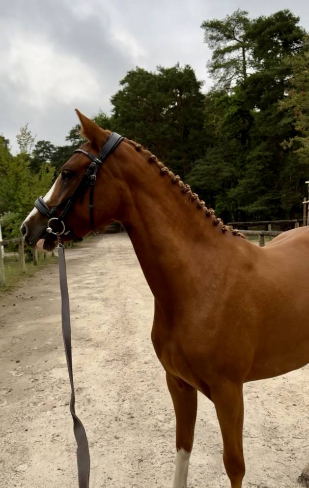 Merrie Franse rijpony PFS Te koop 2023 Vos