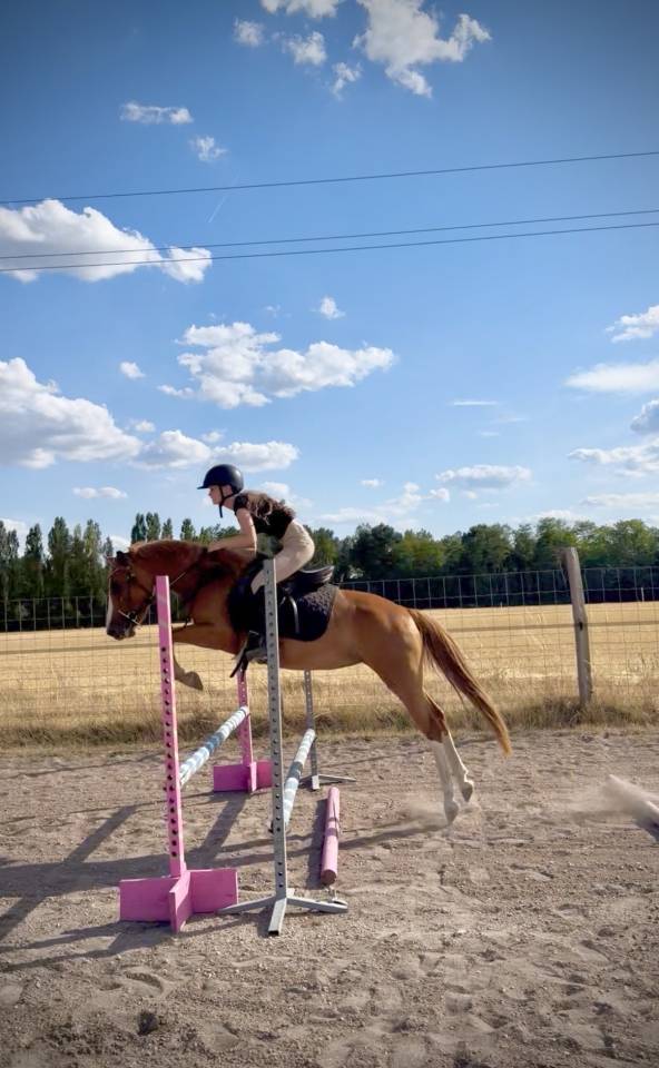 Merrie Franse rijpony PFS Te koop 2023 Vos