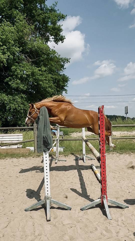 Merrie Franse rijpony PFS Te koop 2023 Vos