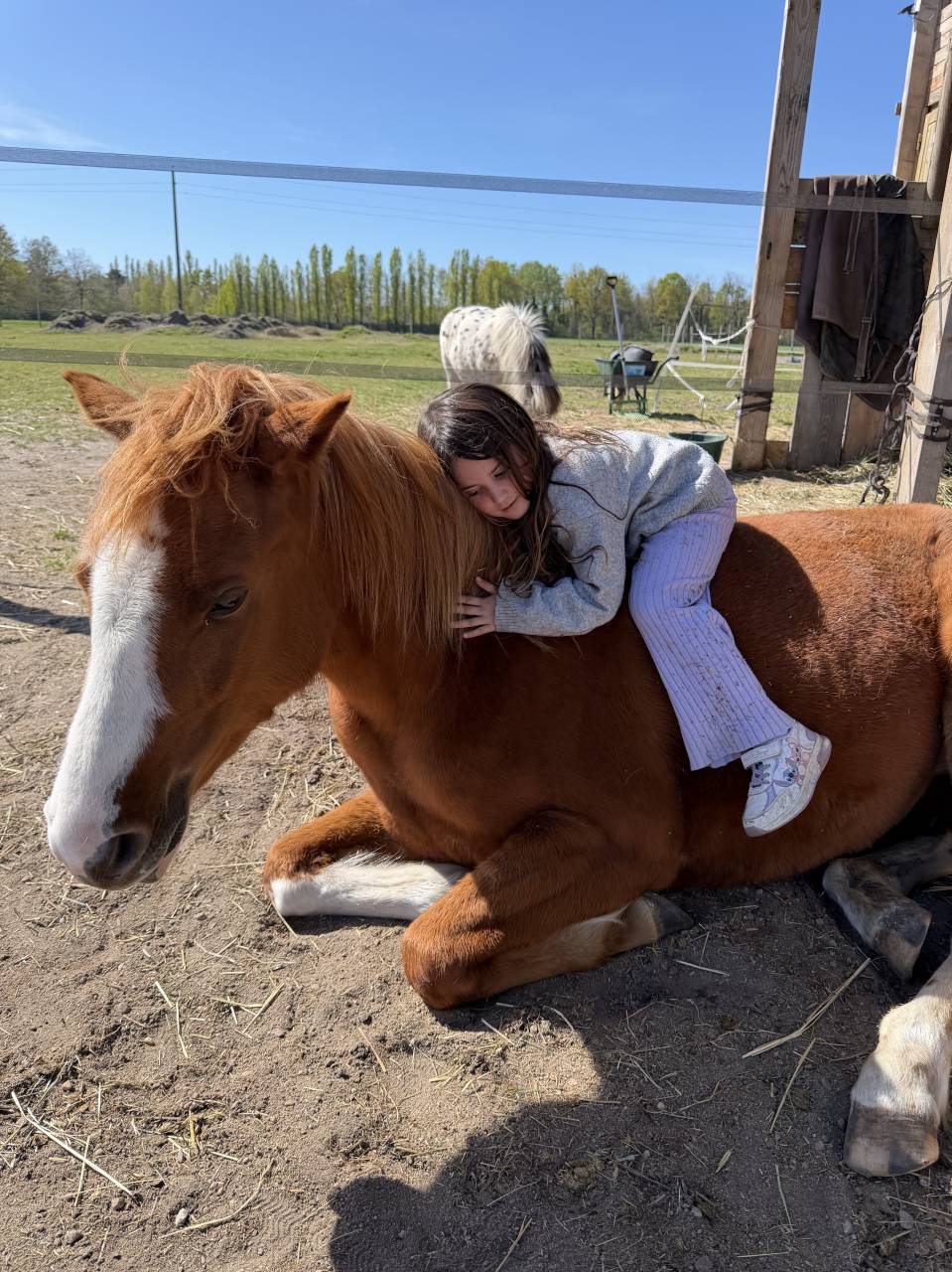 Merrie Franse rijpony PFS Te koop 2023 Vos