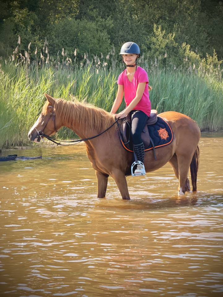 Merrie Franse rijpony PFS Te koop 2023 Vos