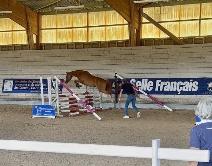Merrie Franse rijpony PFS Te koop 2023 Vos