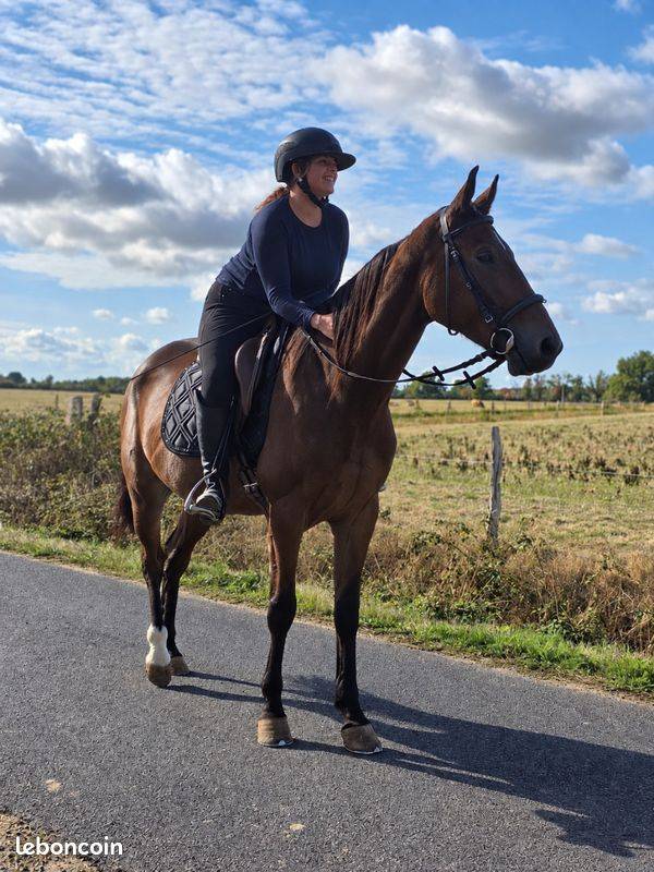 Ruin Franse draver  Te koop 2021 Donker bruin / bai