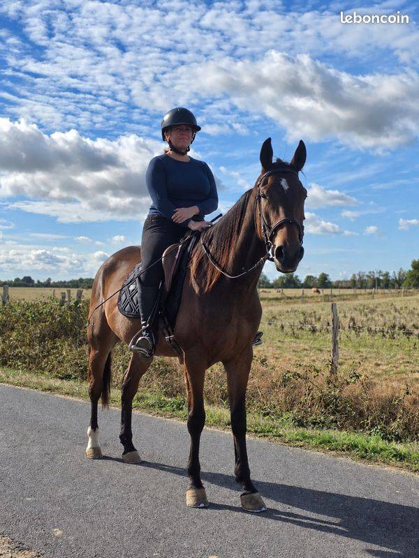Ruin Franse draver  Te koop 2021 Donker bruin / bai