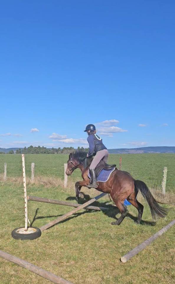 Hengst New Forest Te koop 2023 Donker bruin / bai ,  Tristan de l'&eacute;guille