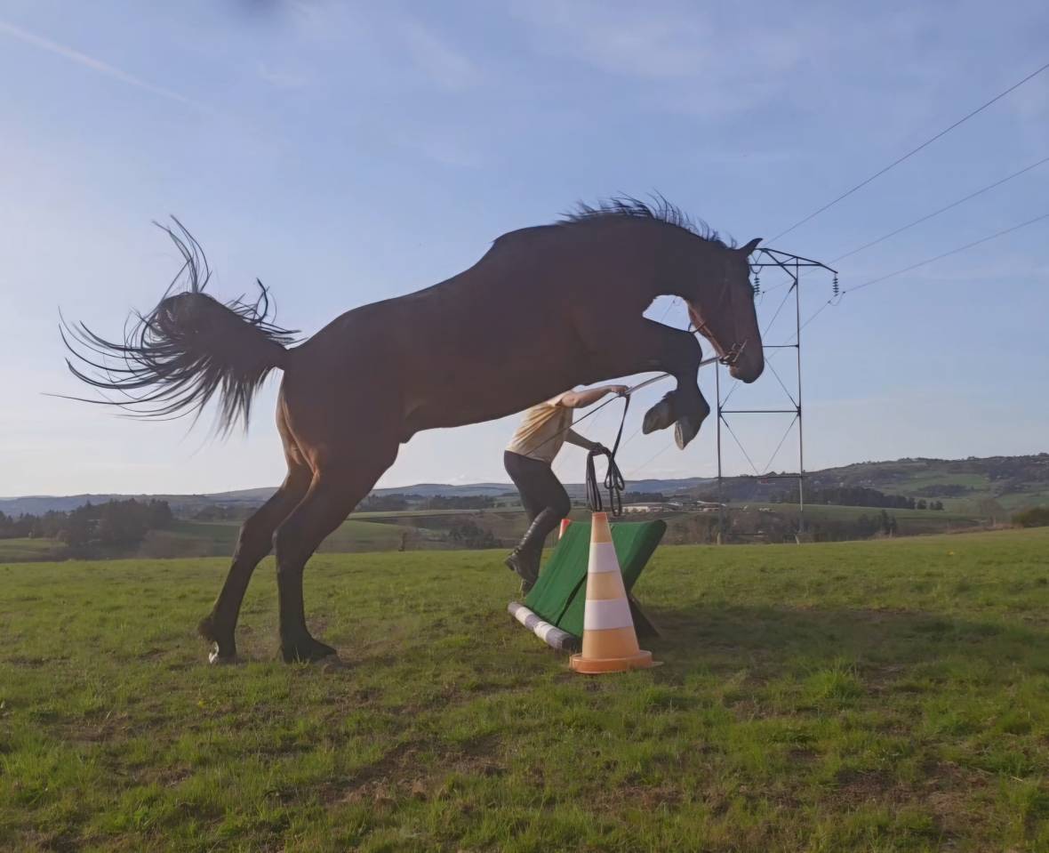 Hengst New Forest Te koop 2023 Donker bruin / bai ,  Tristan de l'&eacute;guille